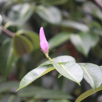 Cryptostegia madagascariensis Bojer ex Decne.